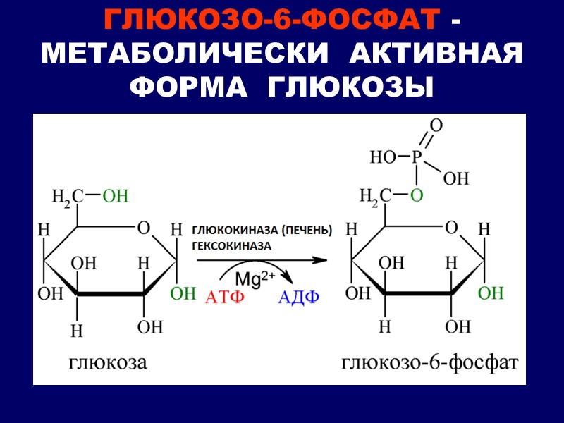 ГЛЮКОЗО-6-ФОСФАТ - МЕТАБОЛИЧЕСКИ  АКТИВНАЯ  ФОРМА  ГЛЮКОЗЫ